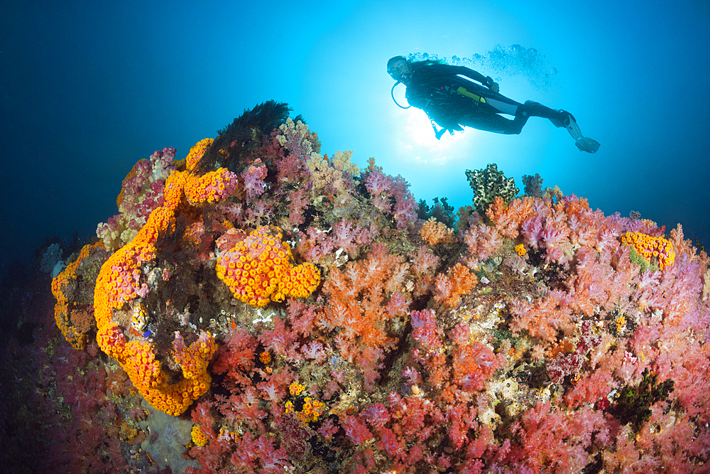 Scuba Diver and colored Coral Reef, Triton Bay, West Papua, Indonesia