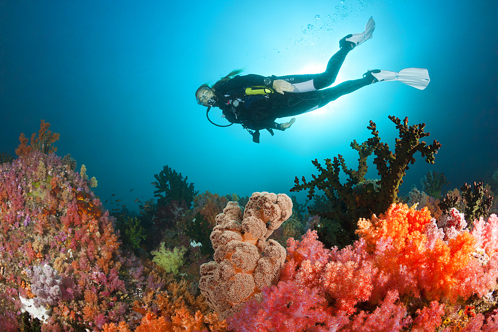 Scuba Diver and colored Coral Reef, Triton Bay, West Papua, Indonesia