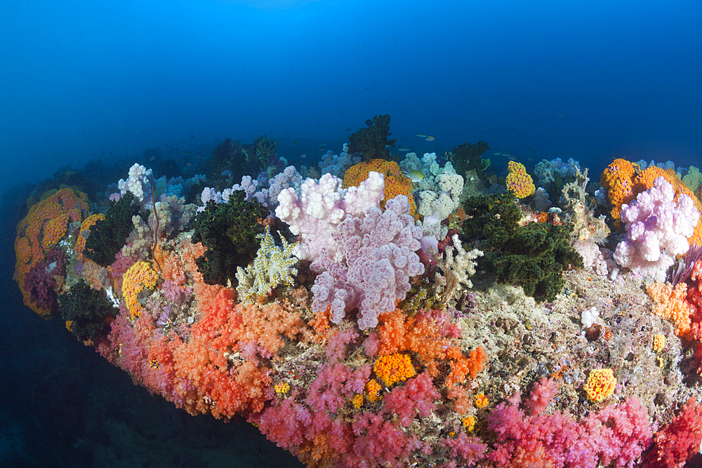 Colored Coral Reef, Triton Bay, West Papua, Indonesia