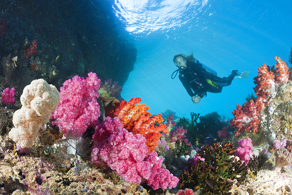 Scuba Diver and colored Coral Reef, Triton Bay, West Papua, Indonesia