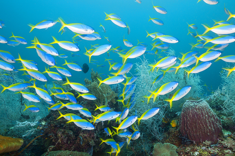 Shoal of Yellowback Fusilier, Caesio teres, Triton Bay, West Papua, Indonesia