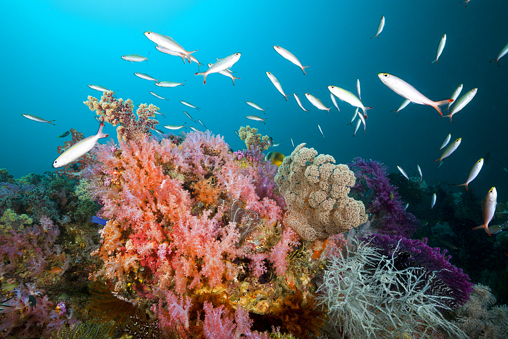 Banana Fusilier over Coral Reef, Pterocaesio pisang, Triton Bay, West Papua, Indonesia