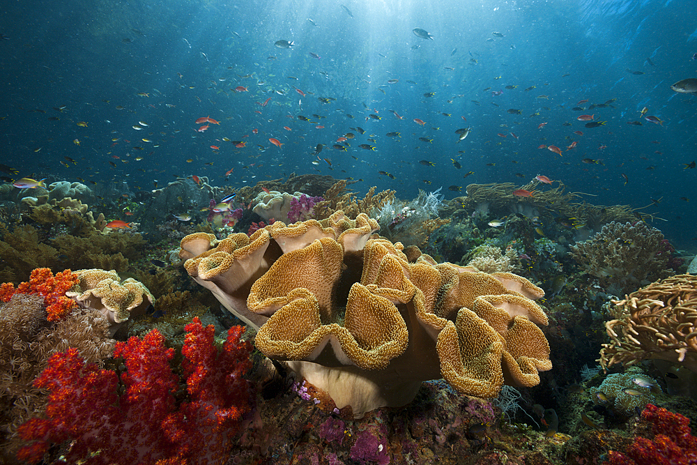 Mushroom Soft Coral in Reef, Sarcophyton sp., Triton Bay, West Papua, Indonesia