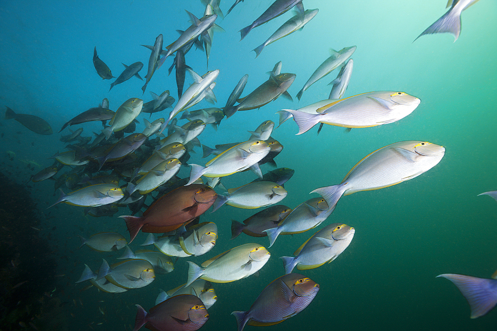 Shoal of Elongate Surgeonfish, Acanthurus mata, Triton Bay, West Papua, Indonesia