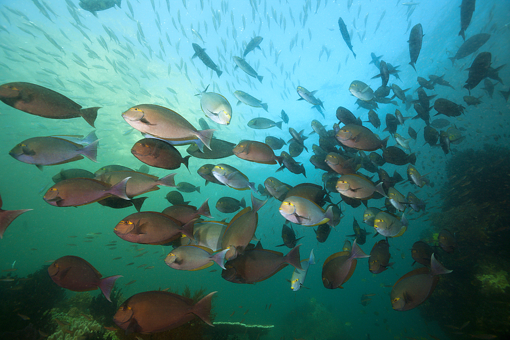 Shoal of Elongate Surgeonfish, Acanthurus mata, Triton Bay, West Papua, Indonesia