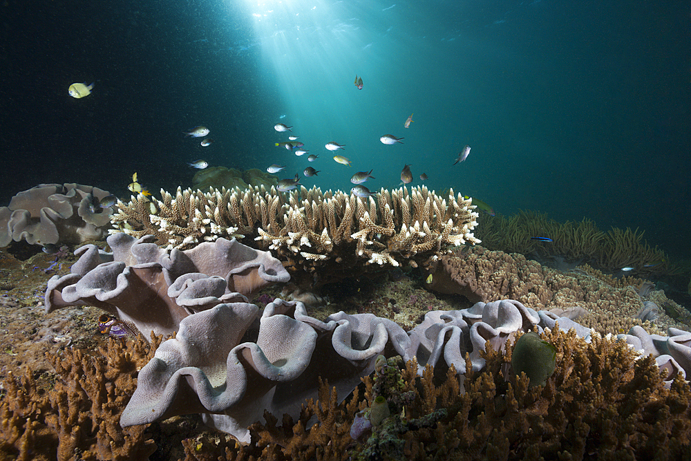 Mushroom Soft Coral in Reef, Sarcophyton sp., Triton Bay, West Papua, Indonesia