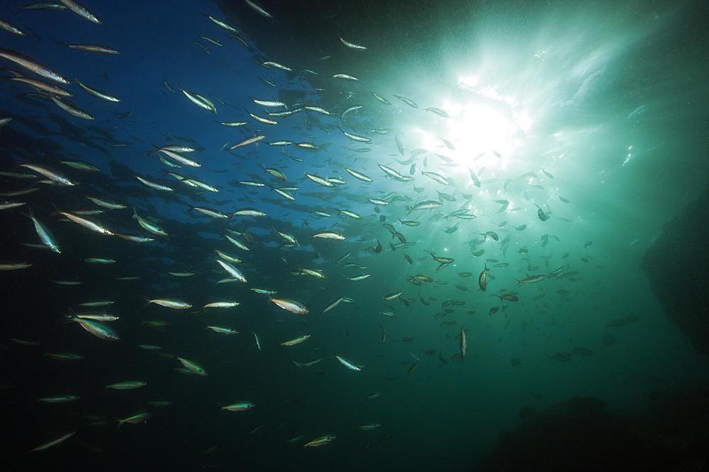 Shoal of Neon Fusilier, Pterocaesio tile, Triton Bay, West Papua, Indonesia