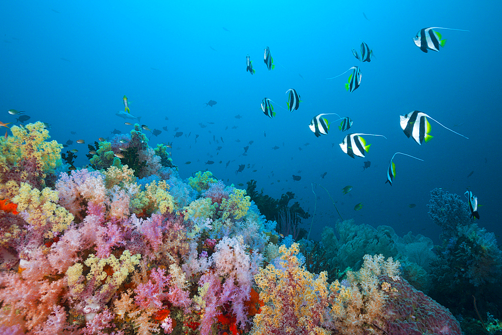 Longfin Bannerfish over Soft Coral Reef, Heniochus acuminatus, Triton Bay, West Papua, Indonesia