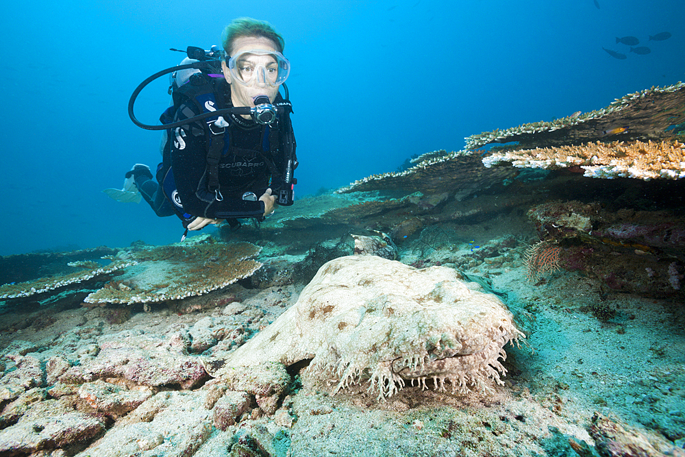 Scuba Diver and Tasseled Wobbegong, Eucrossorhinchus dasypogon, Triton Bay, West Papua, Indonesia