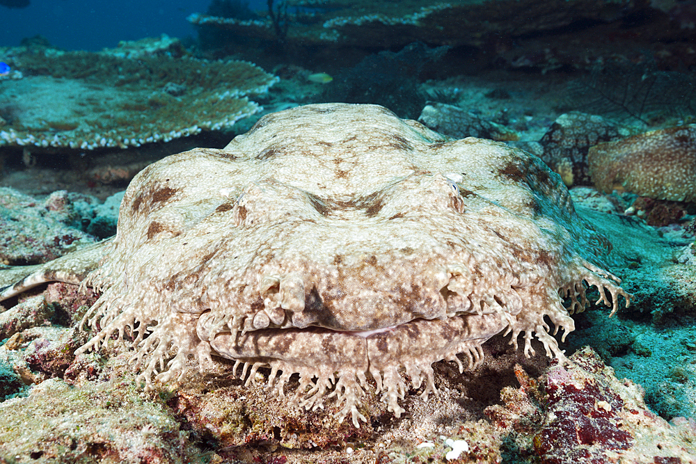 Tasseled Wobbegong, Eucrossorhinchus dasypogon, Triton Bay, West Papua, Indonesia