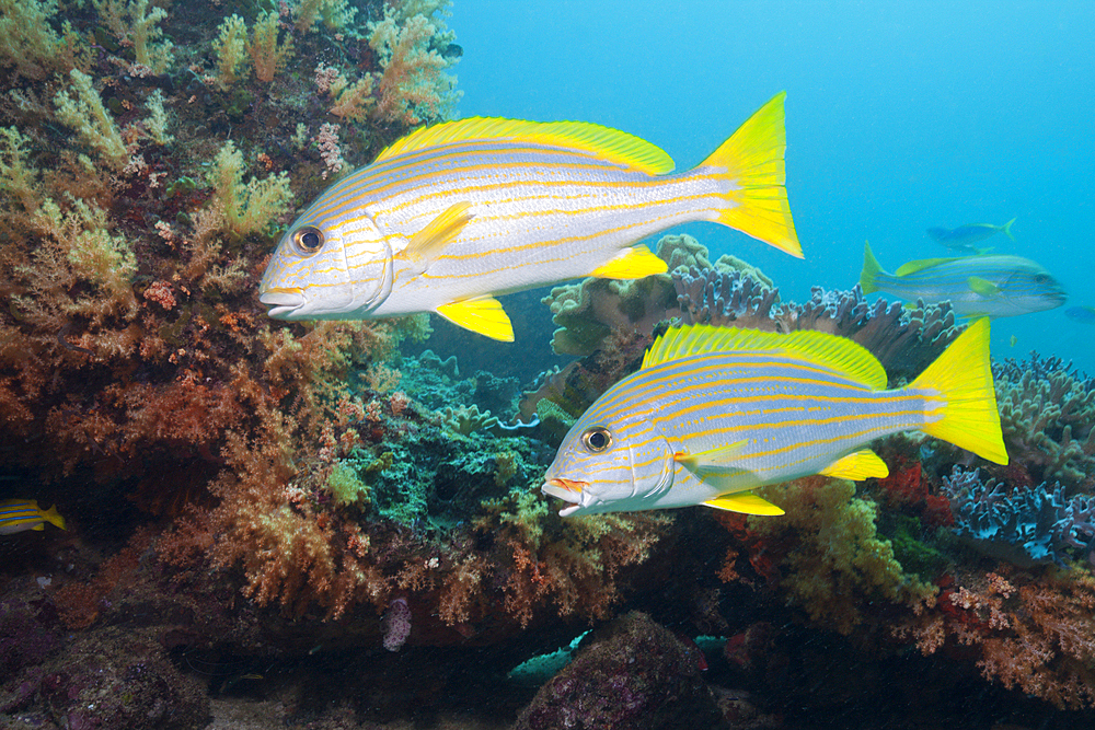 Celebes Sweetlips, Plectorhinchus chrysotaenia, Triton Bay, West Papua, Indonesia