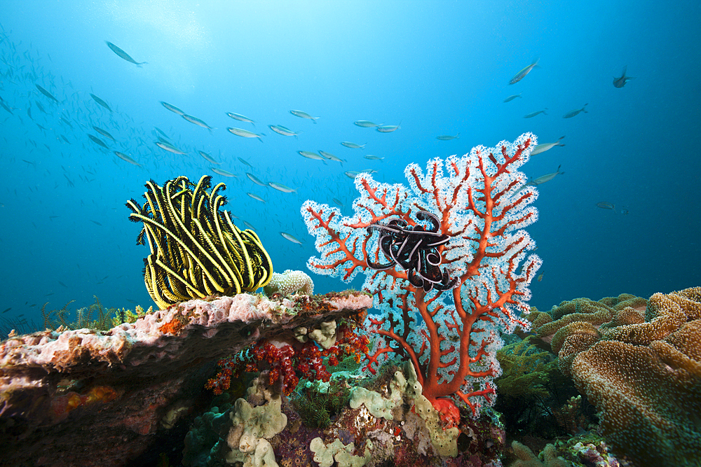 Featherstar in Coral Reef, Triton Bay, West Papua, Indonesia