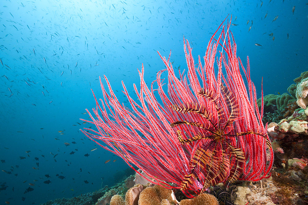 Red Whip Coral, Ellisella ceratophyta, Triton Bay, West Papua, Indonesia