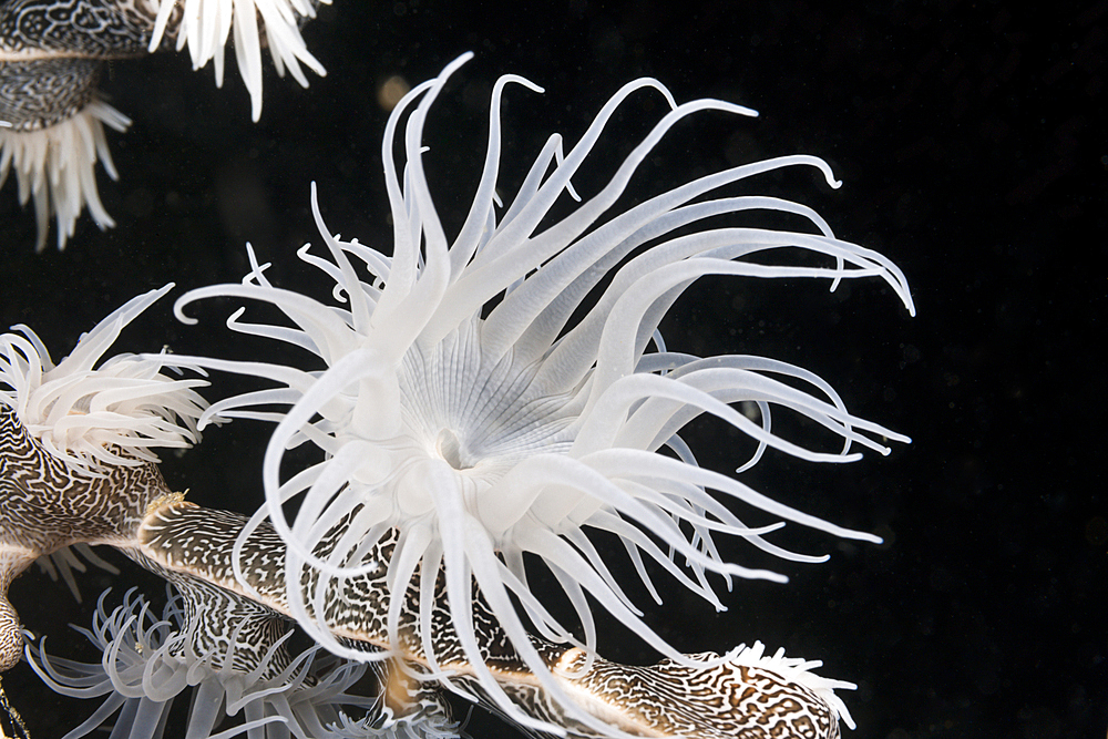 Colonising Anemone, Nemanthus annamensis, Triton Bay, West Papua, Indonesia