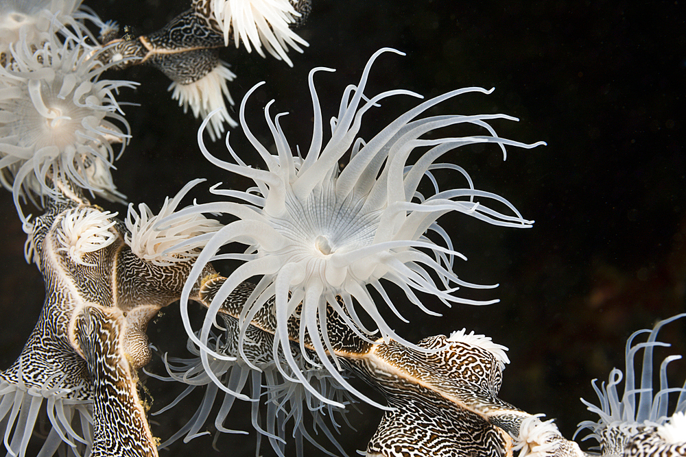 Colonising Anemone, Nemanthus annamensis, Triton Bay, West Papua, Indonesia