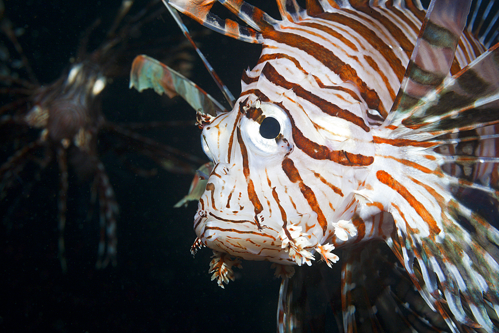 Lionfish, Pterois volitans, Triton Bay, West Papua, Indonesia