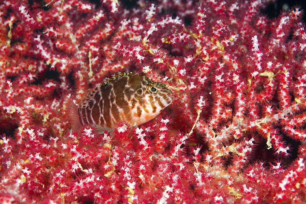 Threadfin Hawkfish, Cirrhitychthys aprinus, Triton Bay, West Papua, Indonesia