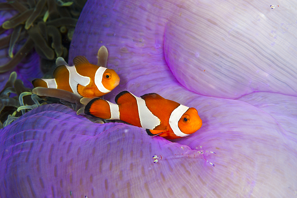 Clown Anemonefish, Amphiprion ocellaris, Triton Bay, West Papua, Indonesia