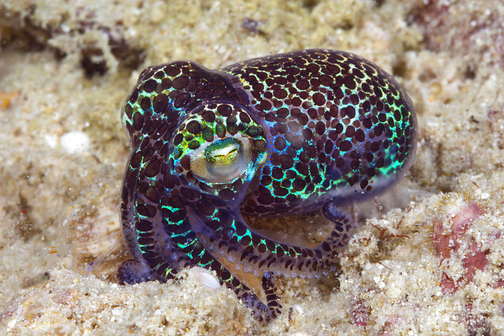 Berrys Bobtail Cuttlefish, Euprymna berryi, Triton Bay, West Papua, Indonesia