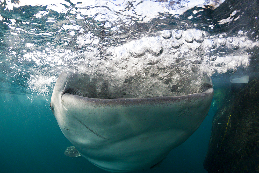 Feeding Whale Shark, Rhincodon typus, Triton Bay, West Papua, Indonesia