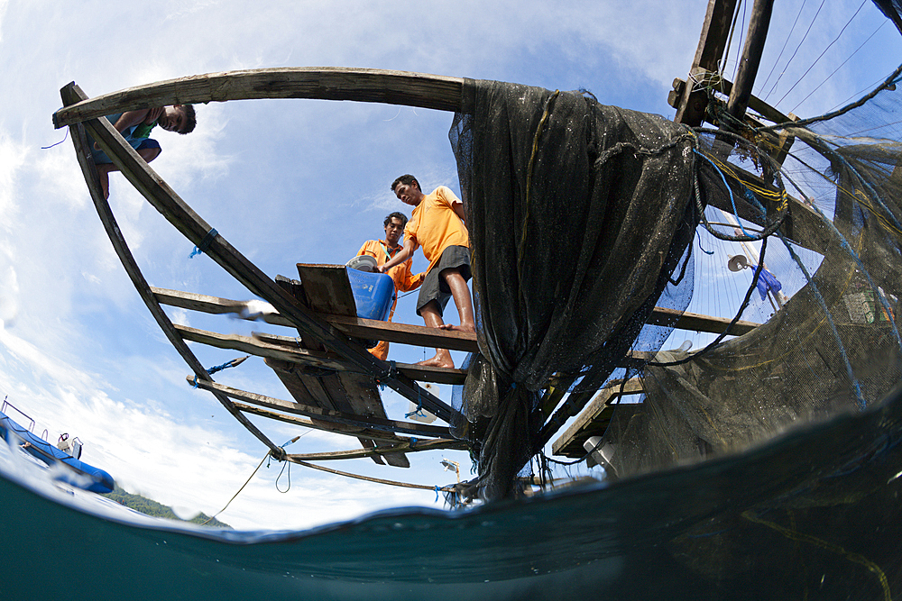 Fisherman feeds Whale Shark, Rhincodon typus, Triton Bay, West Papua, Indonesia