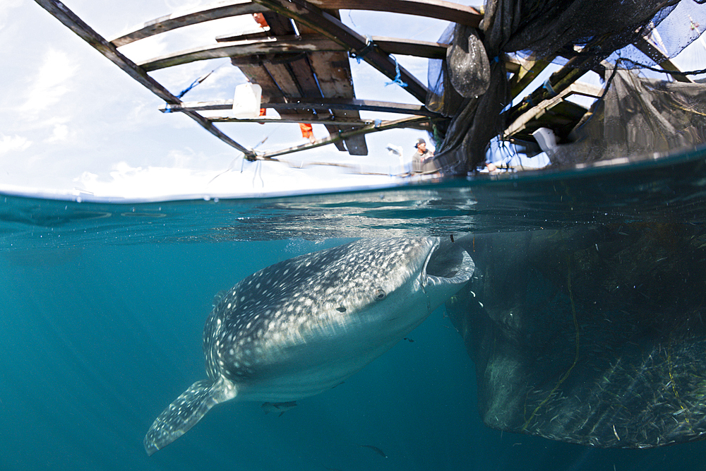 Fisherman feeds Whale Shark, Rhincodon typus, Triton Bay, West Papua, Indonesia