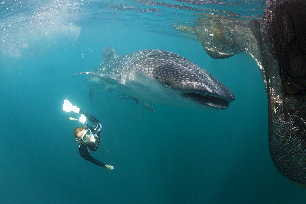 Snorkeling near Whale Shark, Rhincodon typus, Triton Bay, West Papua, Indonesia