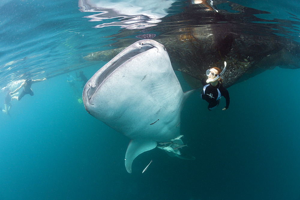 Snorkeling near Whale Shark, Rhincodon typus, Triton Bay, West Papua, Indonesia