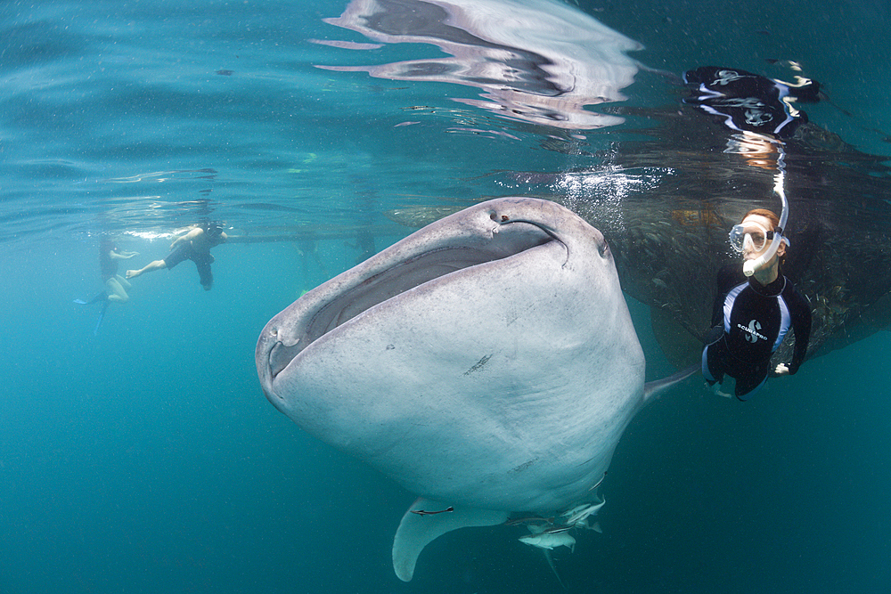 Snorkeling near Whale Shark, Rhincodon typus, Triton Bay, West Papua, Indonesia