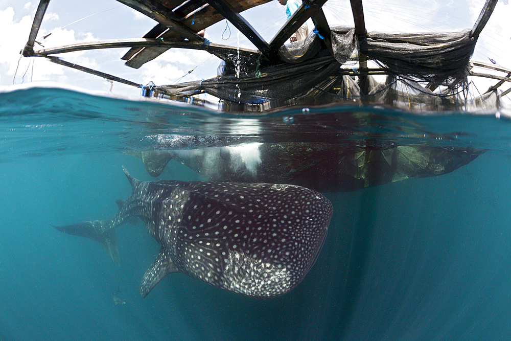 Fisherman feeds Whale Shark, Rhincodon typus, Triton Bay, West Papua, Indonesia