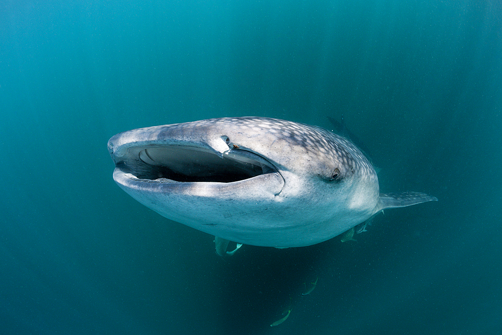 Whale Shark, Rhincodon typus, Triton Bay, West Papua, Indonesia