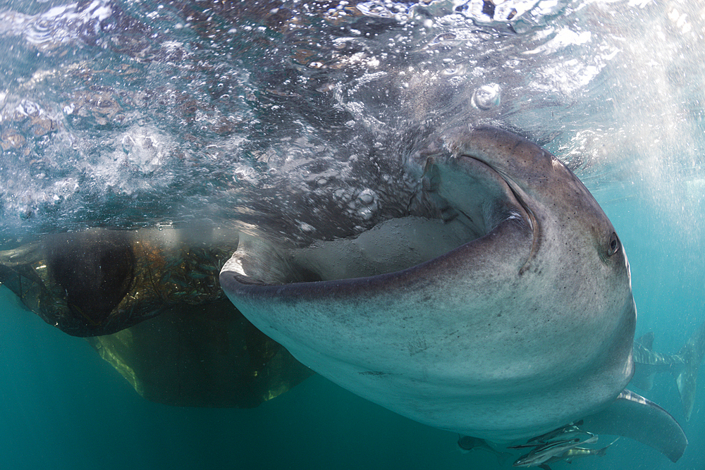 Feeding Whale Shark, Rhincodon typus, Triton Bay, West Papua, Indonesia