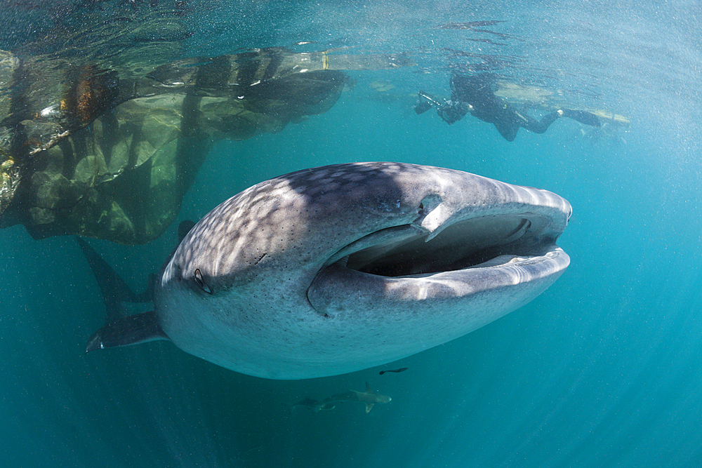 Whale Shark under Fishing Platform, Rhincodon typus, Triton Bay, West Papua, Indonesia