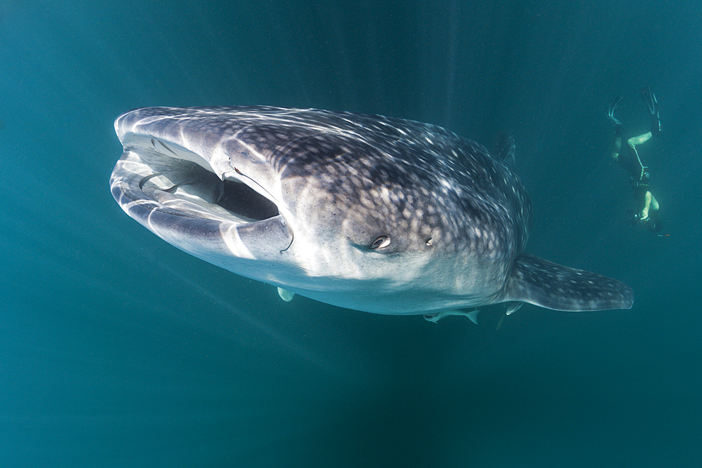 Whale Shark, Rhincodon typus, Triton Bay, West Papua, Indonesia