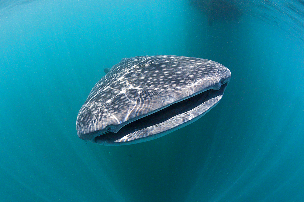 Whale Shark, Rhincodon typus, Triton Bay, West Papua, Indonesia