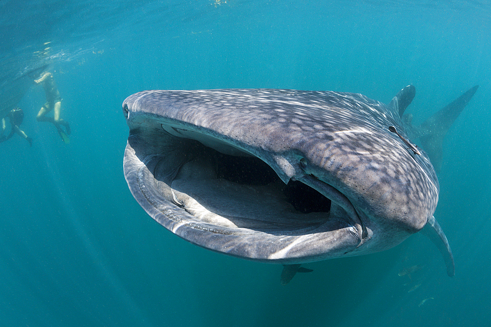 Whale Shark, Rhincodon typus, Triton Bay, West Papua, Indonesia