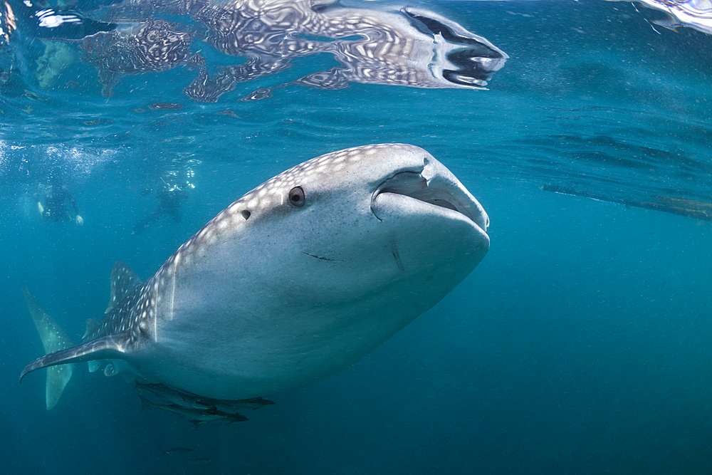 Whale Shark, Rhincodon typus, Triton Bay, West Papua, Indonesia