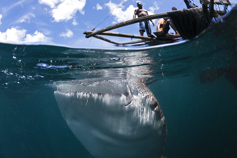 Fisherman feeds Whale Shark, Rhincodon typus, Triton Bay, West Papua, Indonesia