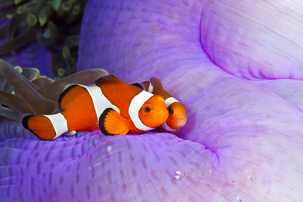 Clown Anemonefish, Amphiprion ocellaris, Triton Bay, West Papua, Indonesia