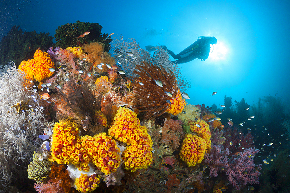 Reef of Orange Cup Corals, Tubastrea coccinea, Tanimbar Islands, Moluccas, Indonesia