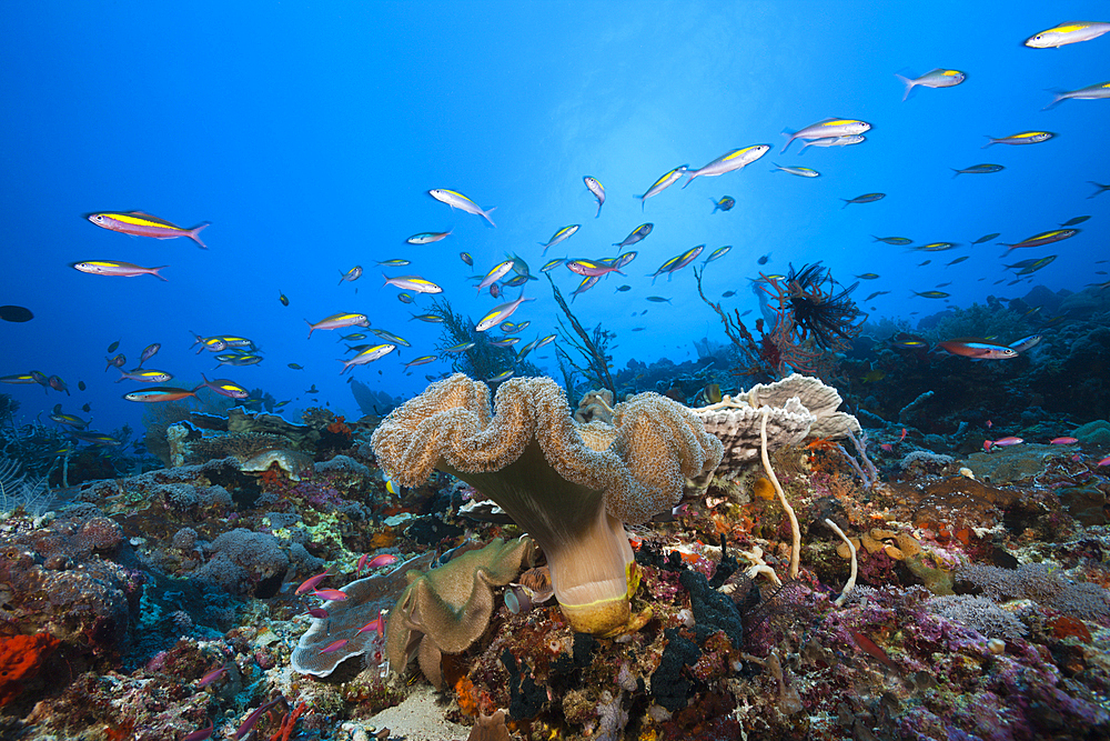 Mushroom Soft Coral in Reef, Sarcophyton sp., Tanimbar Islands, Moluccas, Indonesia