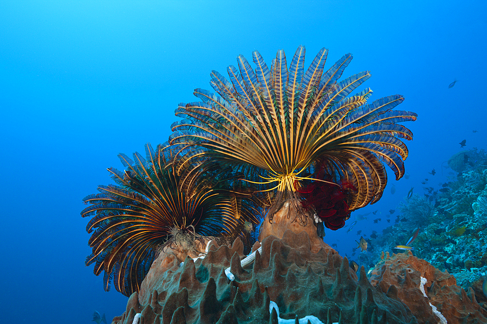 Featherstars in Current, Comaster schlegeli, Tanimbar Islands, Moluccas, Indonesia