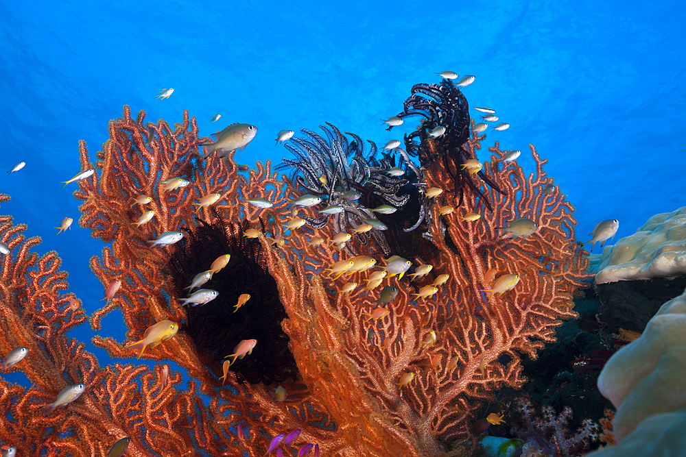 Gorgonian Fan and Coralfishes, Tanimbar Islands, Moluccas, Indonesia