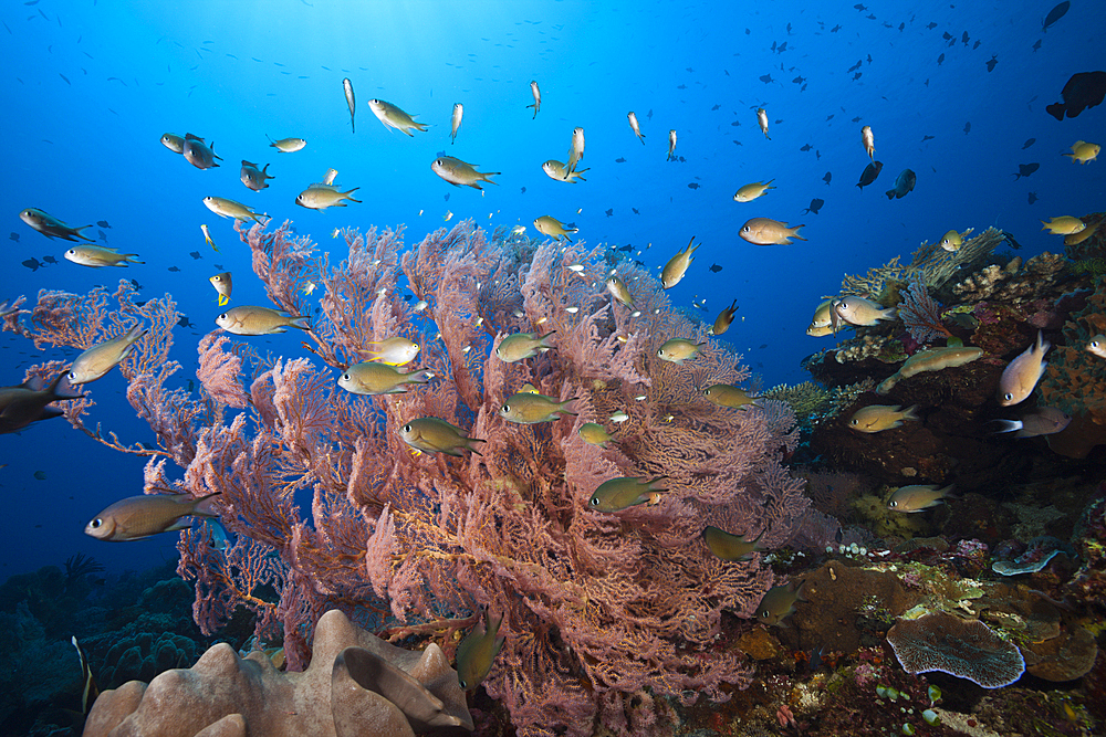 Gorgonian Fan and Chromis, Chromis sp., Tanimbar Islands, Moluccas, Indonesia