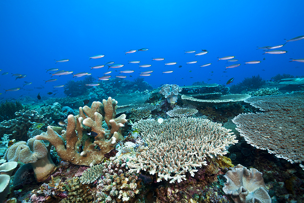 Reef of Hard Corals, Acropora, Tanimbar Islands, Moluccas, Indonesia