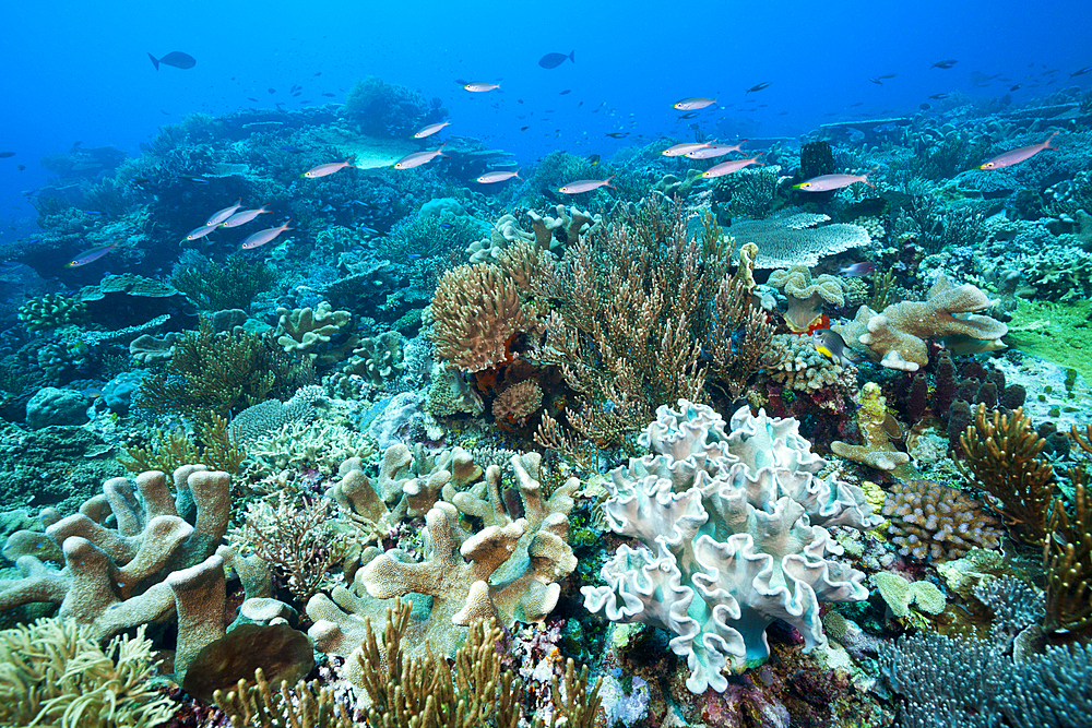 Reef of Hard Corals and Leather Corals, Acropora, Tanimbar Islands, Moluccas, Indonesia