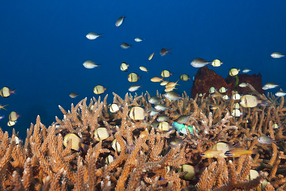 Various Coralfishes over Branching Corals, Tanimbar Islands, Moluccas, Indonesia