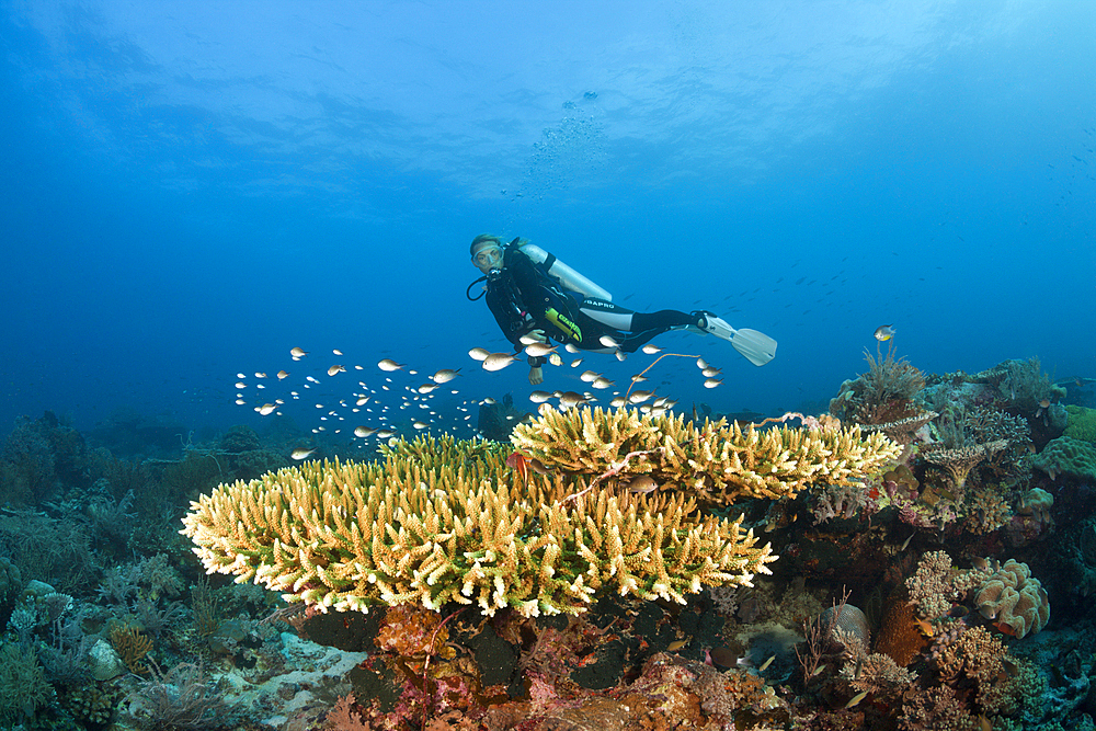 Scuba diver over coral reef, Tanimbar Islands, Moluccas, Indonesia