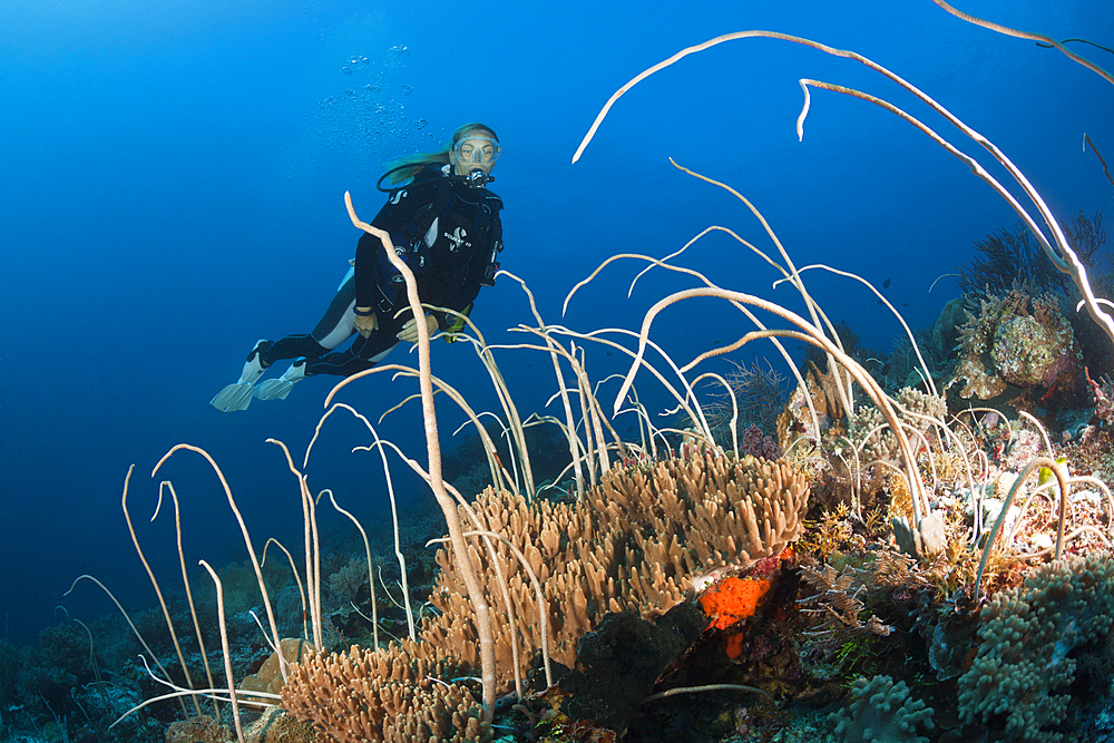 Diver over Field of Whip Corals, Junceella fragilis, Tanimbar Islands, Moluccas, Indonesia