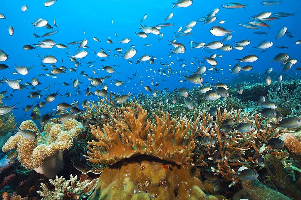 Chromis over Coral Reef, Chromis sp., Tanimbar Islands, Moluccas, Indonesia